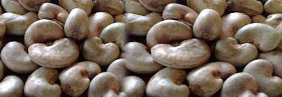 raw cashew nut producing countries